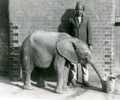 Jonge Afrikaanse olifant Kiberenge krijgt een drankje van Darisha, London Zoo, september 1923 door Frederick William Bond